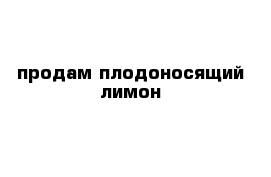 продам плодоносящий лимон